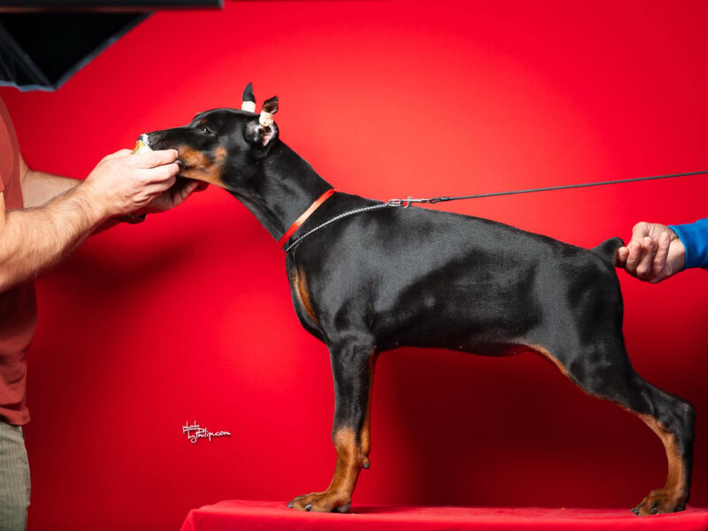 Szczenięta dobermana