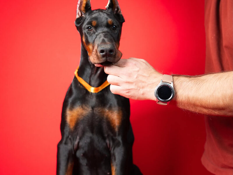 Szczenięta dobermana