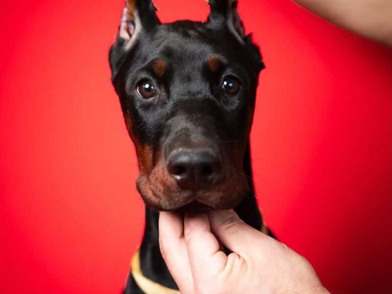 Szczenięta dobermana