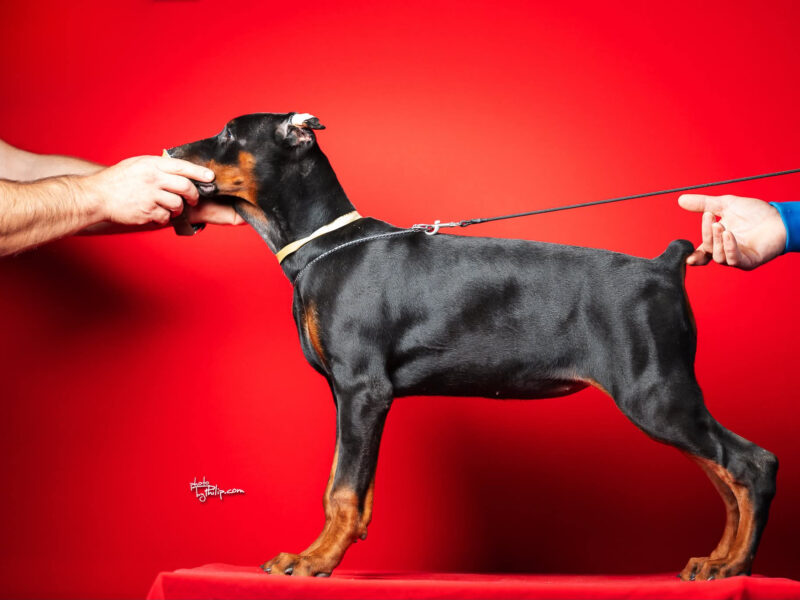 Szczenięta dobermana