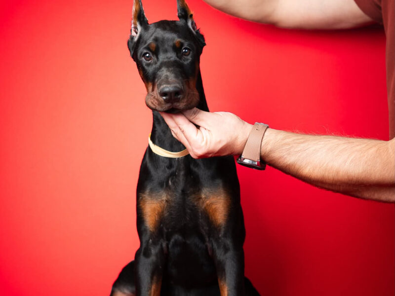 Szczenięta dobermana
