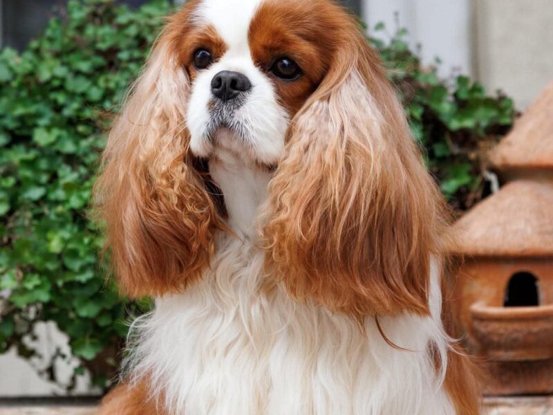 Cavalier King Charles Spaniel piesek