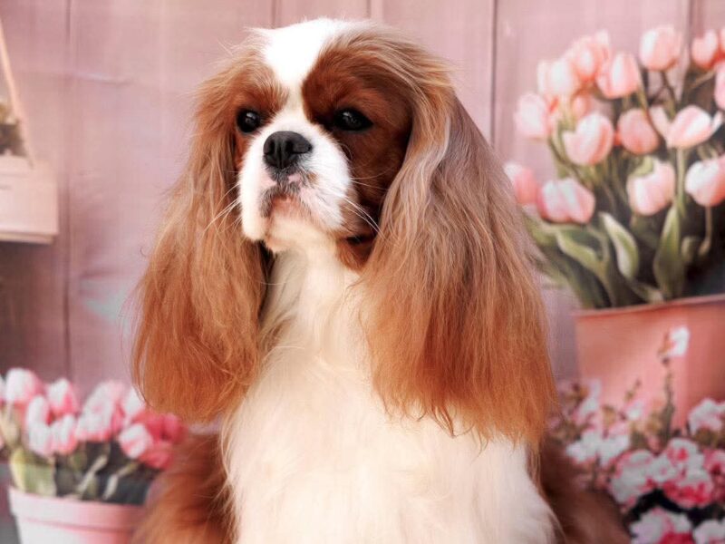 Cavalier King Charles Spaniel piesek