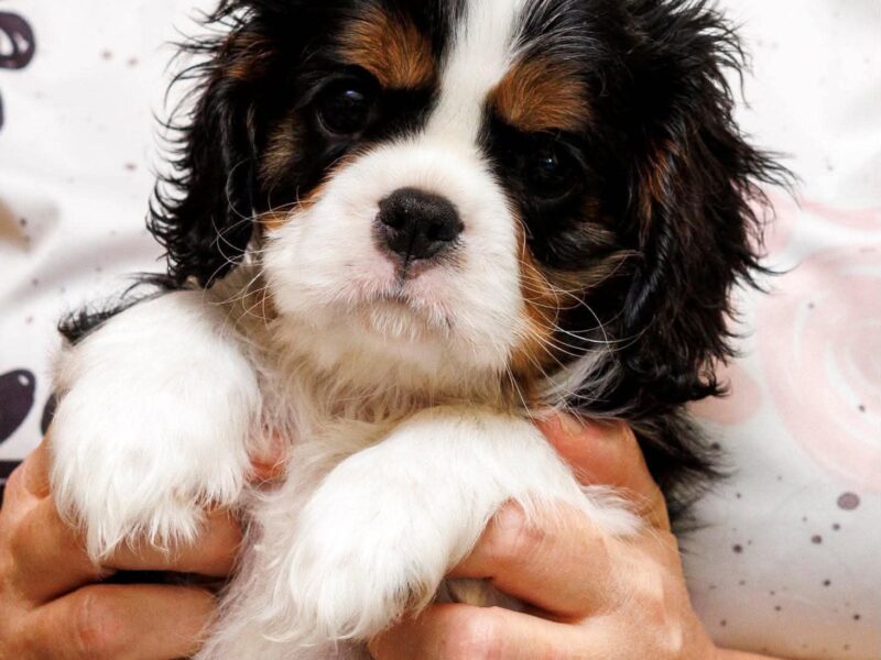 Cavalier king charles spaniel piesek
