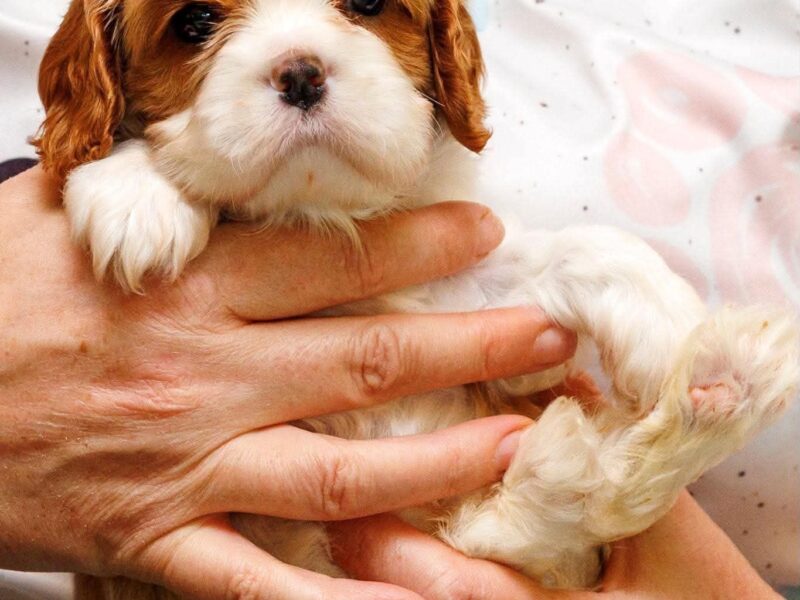 Cavalier King Charles Spaniel piesek