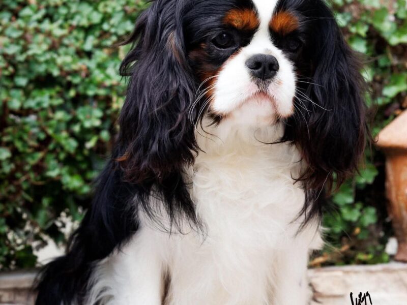 Cavalier king charles spaniel piesek