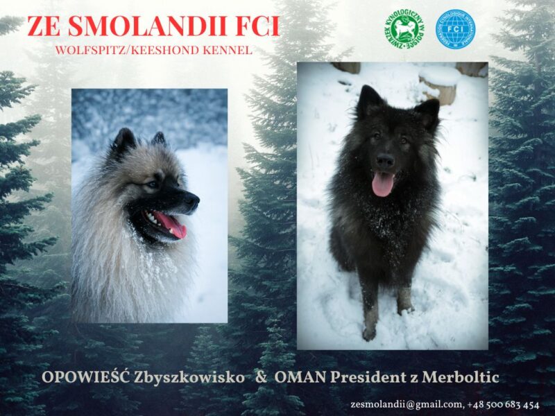 Szpic wilczy FCI - szczenięta