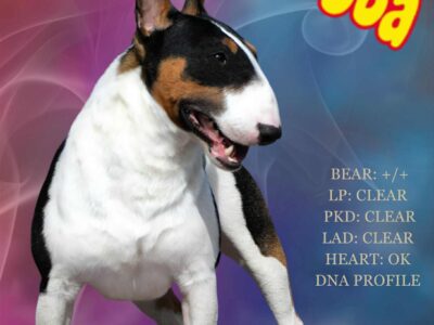 Stud Dog Ch.PL Bulloholic HUBBA BUBBA
