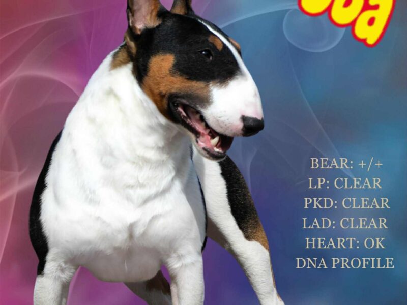 Stud Dog Ch.PL Bulloholic HUBBA BUBBA